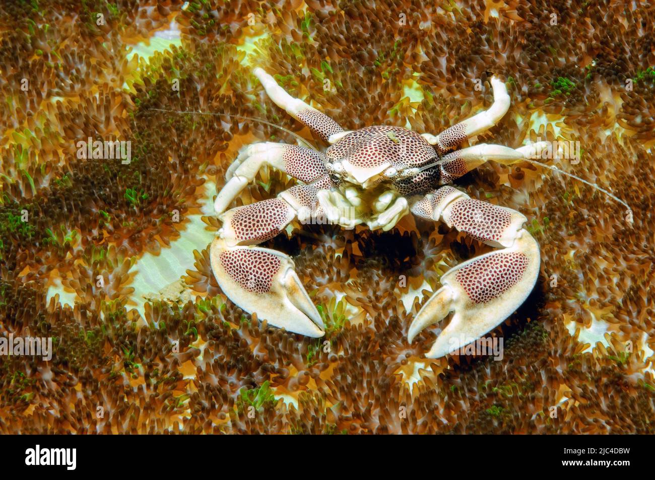 Close-up of spotted porcelain crab (Neopetrolisthes maculatus) in sea anemone mertens' carpet sea anemone (Stichodactyla mertensii), Indian Ocean Stock Photo
