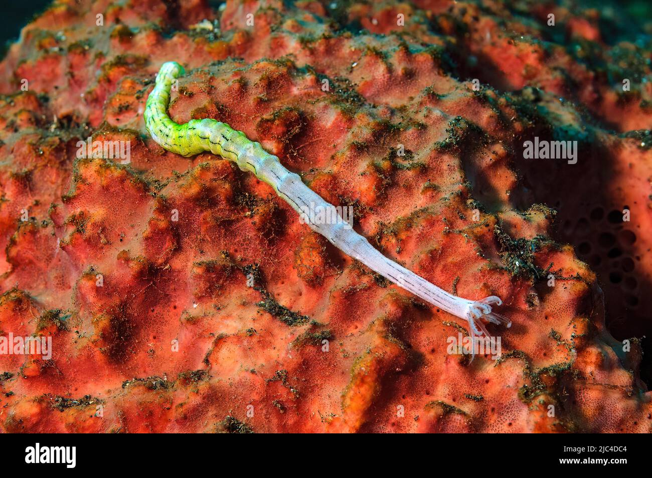Worm sea cucumber (Synaptula lamperti) crawls over red sponge, Pacific Ocean, Bali, Indonesia Stock Photo