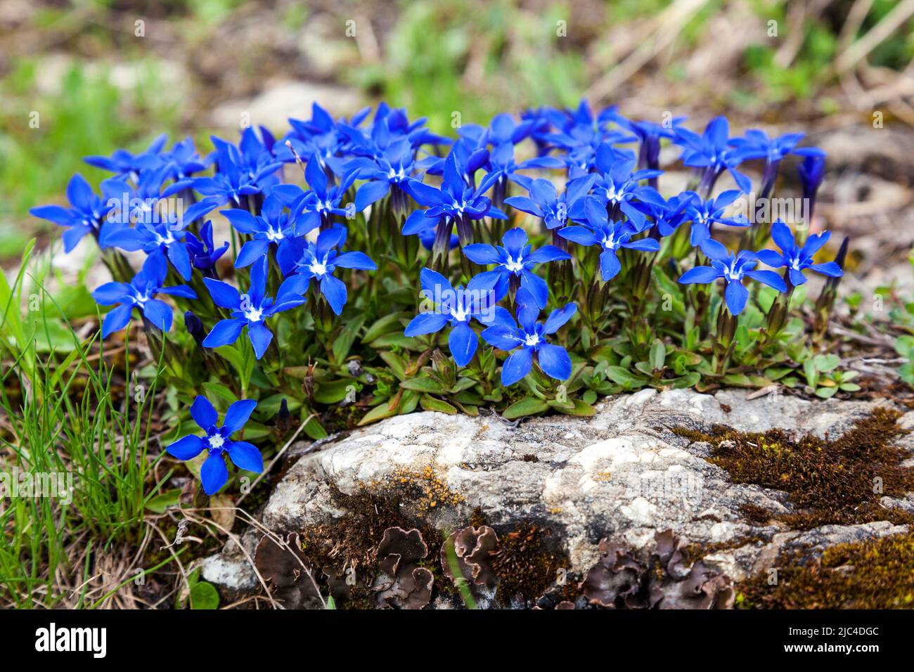 Spring gentian (Gentiana verna), Oberstdorf, Oberallgaeu, Allgaeu, Bavaria, Germany Stock Photo