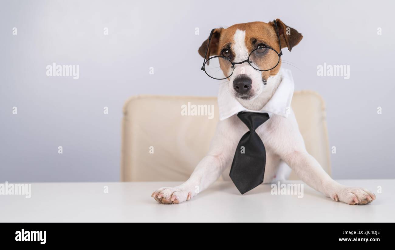 Dog Jack Russell Terrier dressed in a tie and glasses sits at a desk ...