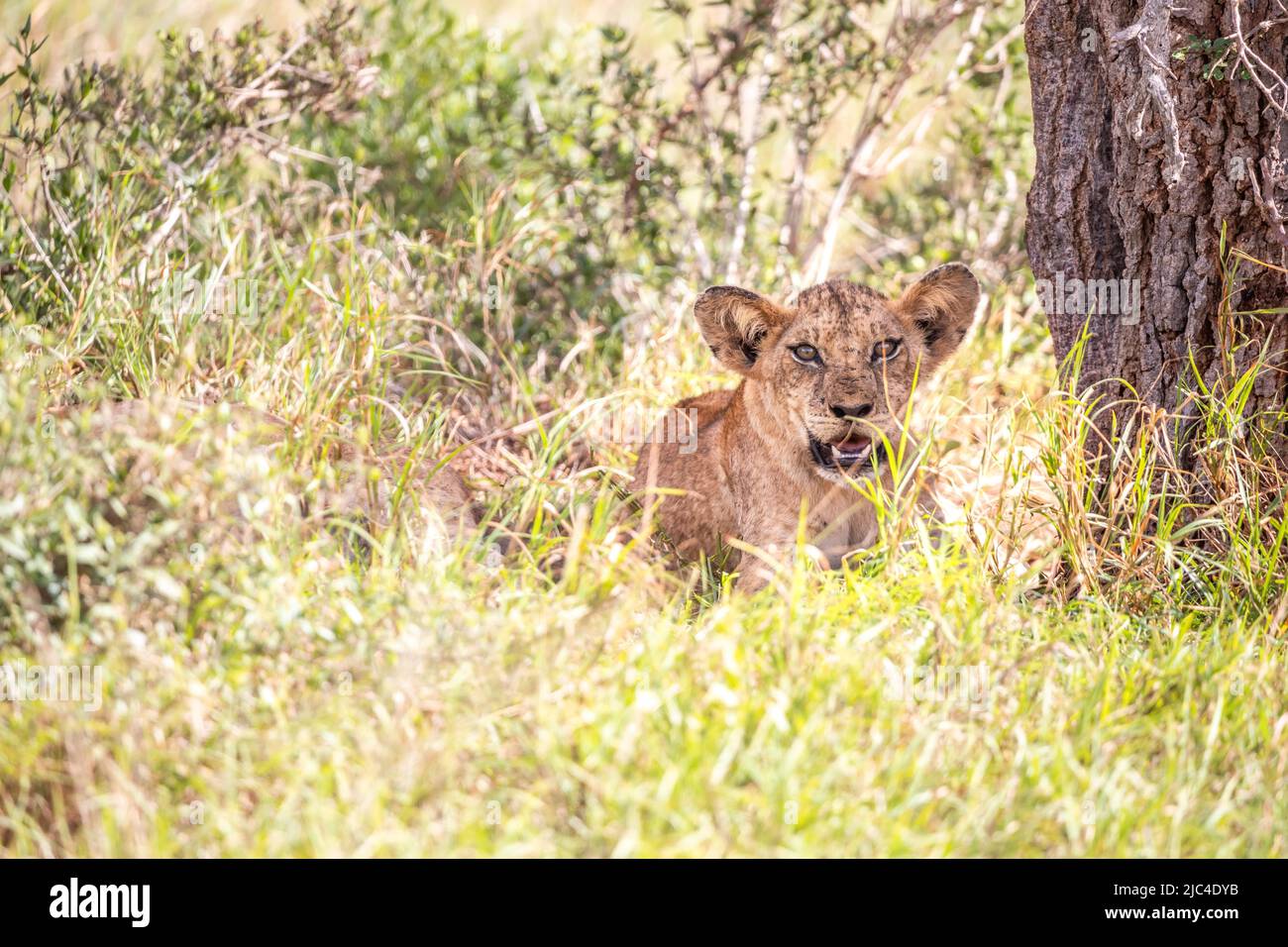 Lion (Panthera leo) young lying cheekily in the green bush, Taita Hills Wildlife Sanctuary, Kenya, East Africa Stock Photo