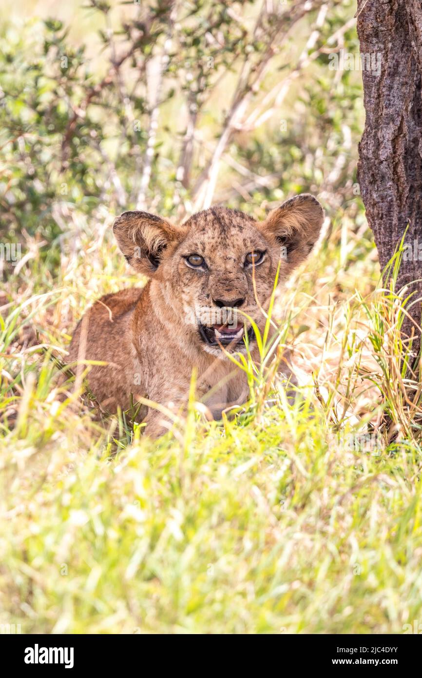 Lion (Panthera leo) young lying cheekily in the green bush, Taita Hills Wildlife Sanctuary, Kenya, East Africa Stock Photo