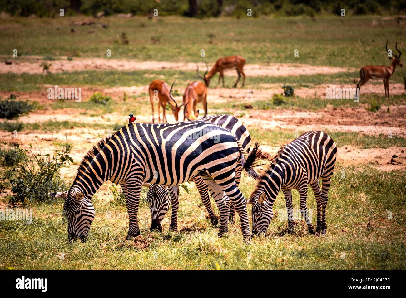 Plains zebras (Equus quagga), animals huddled together with impala (aepyceros) melampus in the background, Tsavo West National Park, Kenya Stock Photo