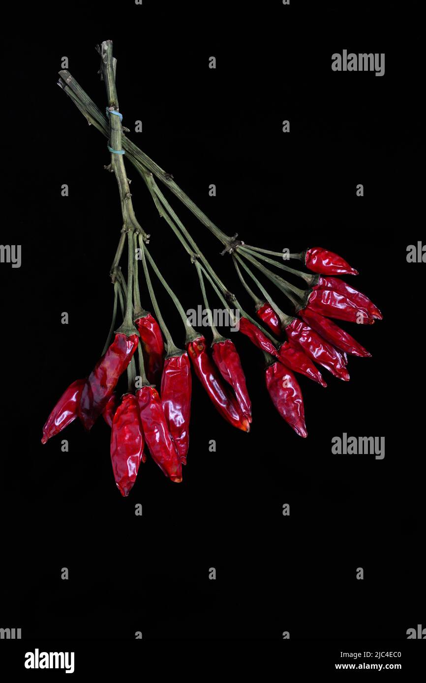 Dried chilli peppers on sweet pepper (Capsicum) annuum Stock Photo