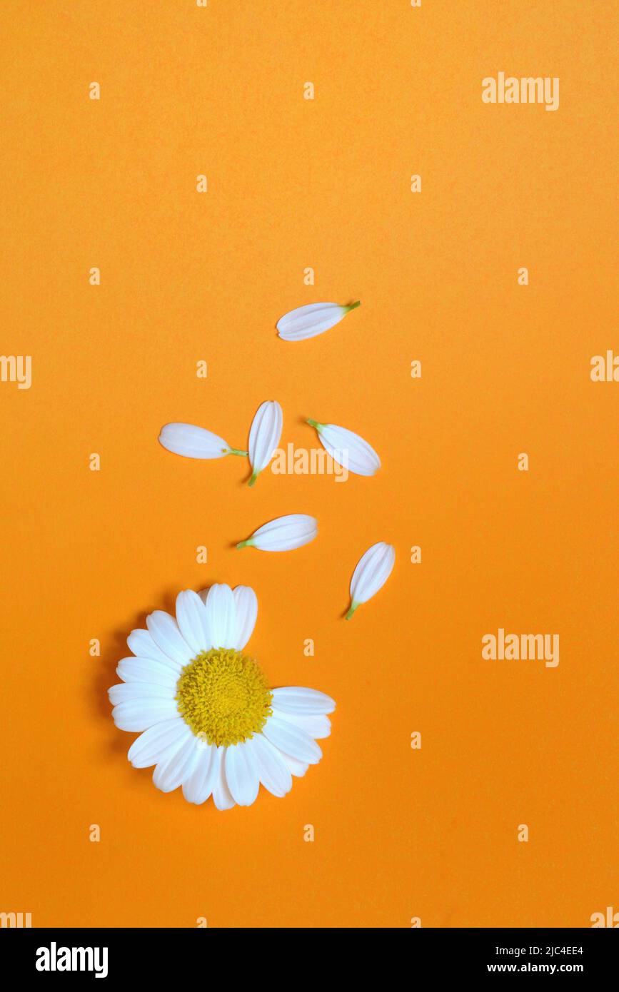 Daisy, Flower with plucked petals, She loves meshe loves me not, Symbolic image Stock Photo Alamy