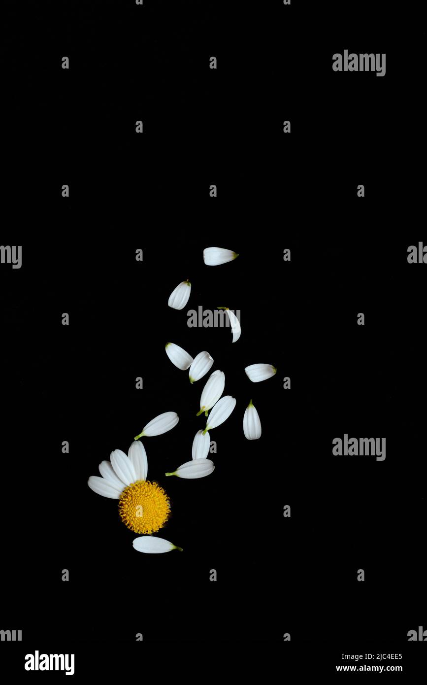 Daisy, Flower with plucked petals, She loves meshe loves me not