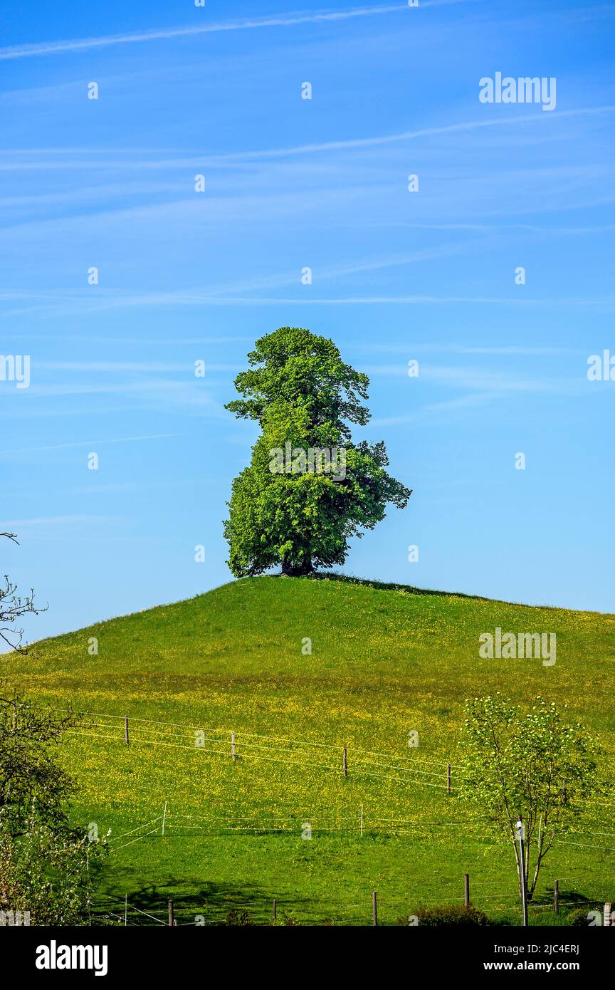 Deciduous tree on spring meadow, Allgaeu, Bavaria, Germany Stock Photo