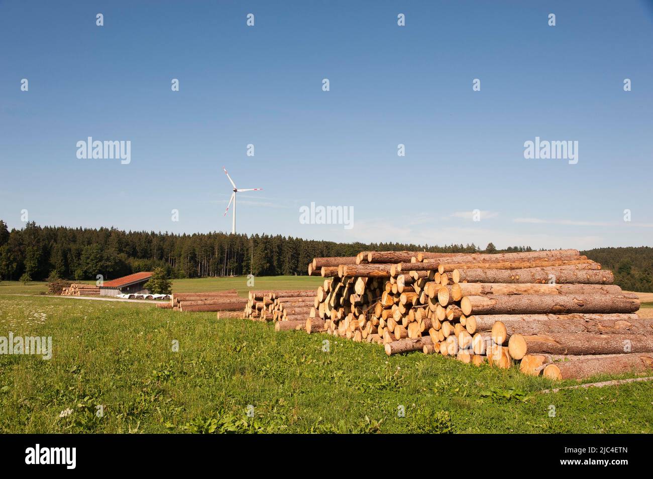 Logging, cut tree trunks, wind turbine at the back, Ammerland, Upper ...