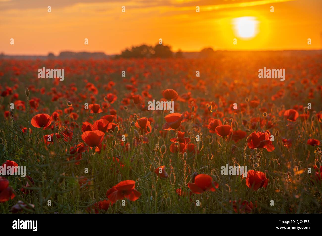 Wildflowers field sunset hi-res stock photography and images - Alamy