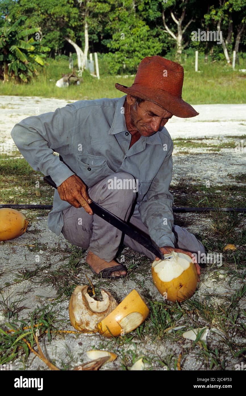 Farmer opens a coconut with a macheze, Pinar del Rio, Cuba, Caribbean Stock Photo