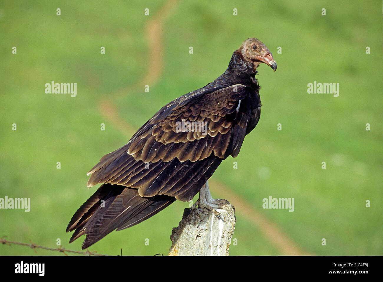 Turkey Vulture (Cathartes aura) perching on a pasture fence, Pinar del Rio, Cuba, Caribbean Stock Photo