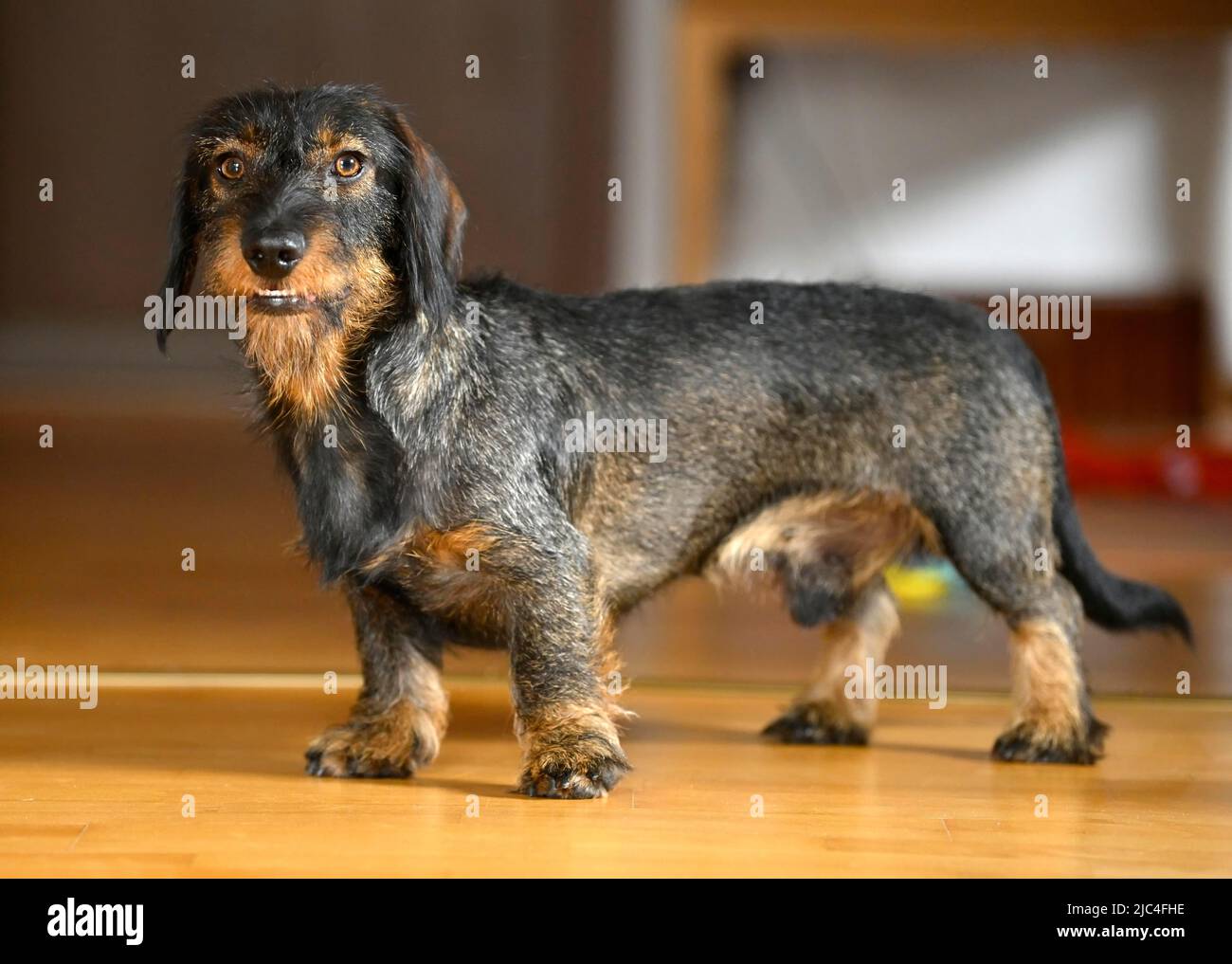 Rough-haired dachshund (Canis lupus familiaris) puppy, male, 1 year, in living room, Baden-Wuerttemberg, Germany Stock Photo