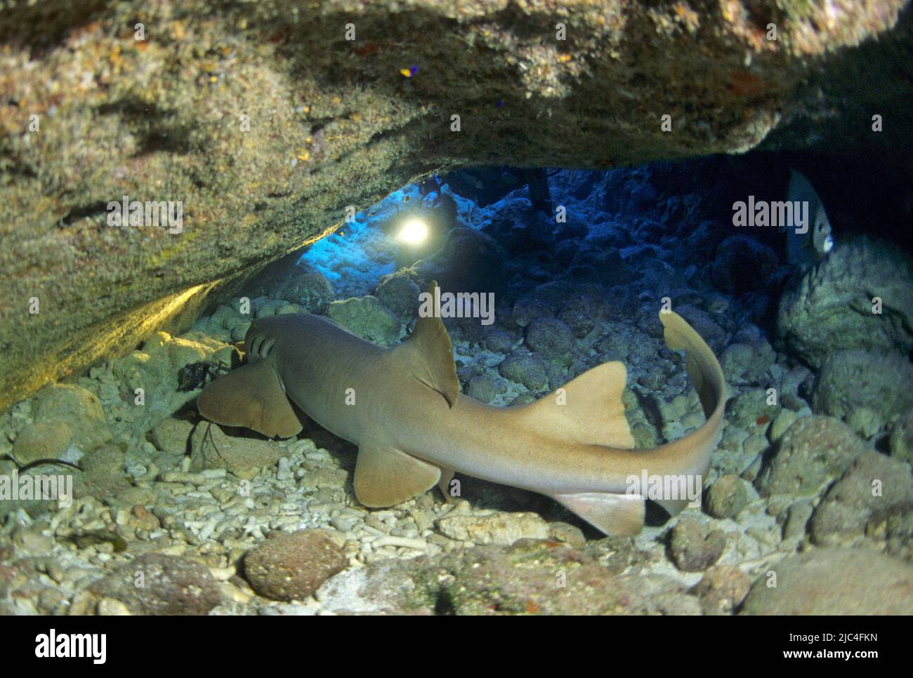 Scuba diver discover a Nurse Shark (Ginglymostoma cirratum) in a cave, Playa Larga, Bay of Pigs, Giron, Cuba, Caribbean Stock Photo