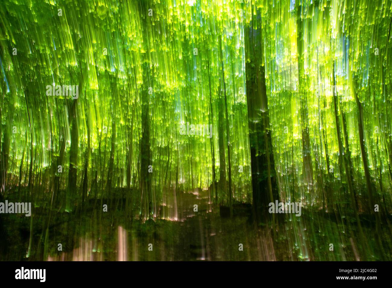 Intentional camera movement blurred image with ethereal, idyllic enchanted forest feel, golden hour sunlight illuiminates the green foliage and dots t Stock Photo