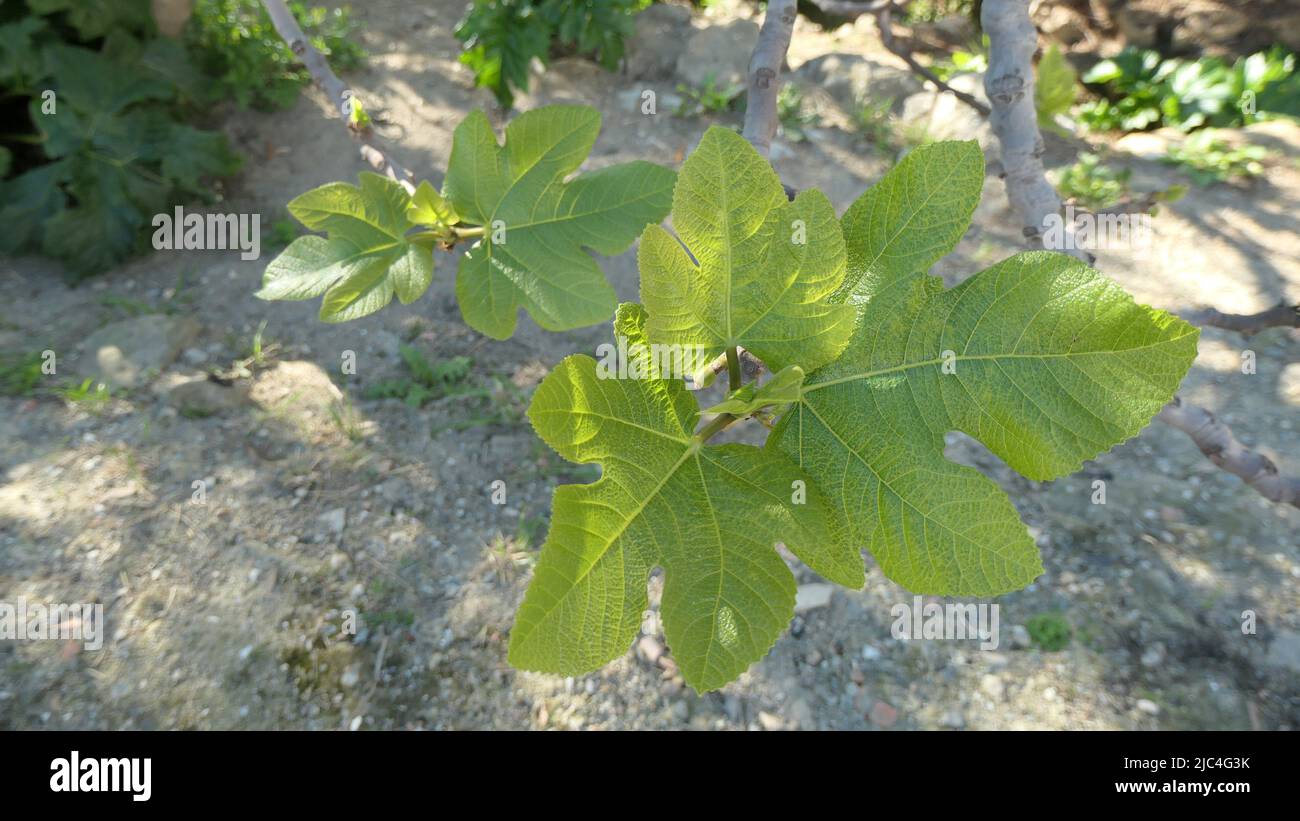 Near transparent young fig leaves in rural Andalusian sunshine Stock Photo