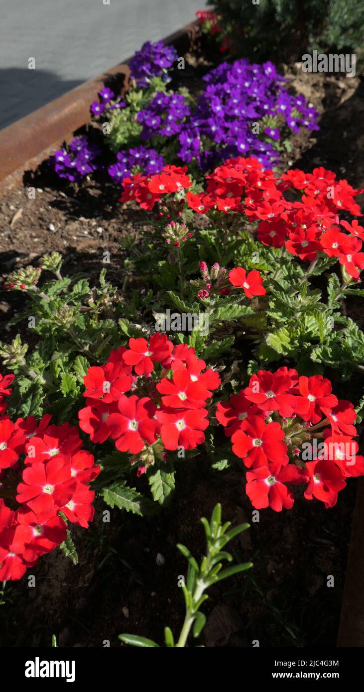 Red and blue bedding plants in full flower with lone sprig of rosemary Stock Photo