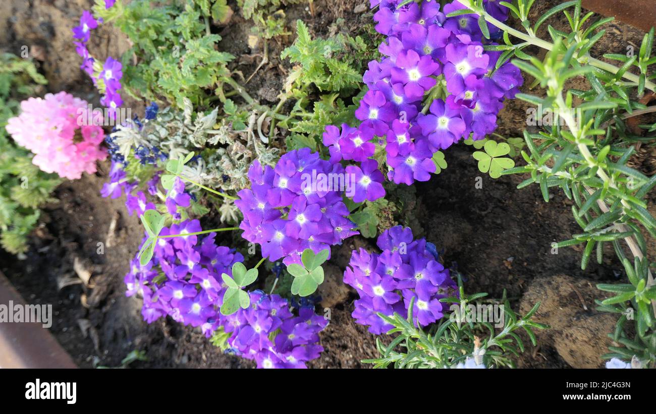 Pink and blue bedding plants in full flower with lone sprig of rosemary Stock Photo