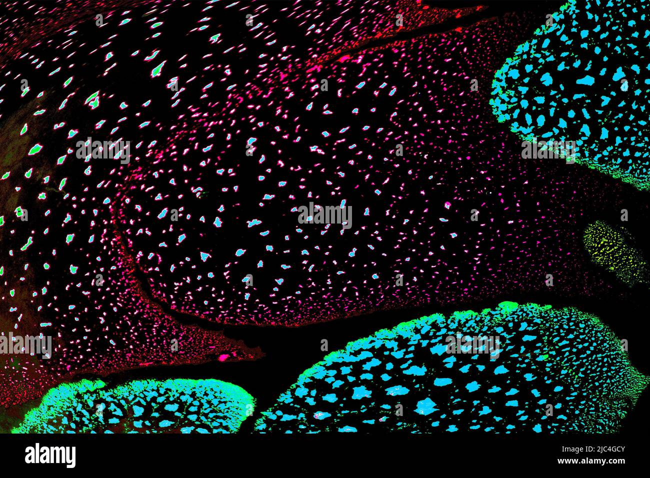 Oil bubbles inside water base form patterns Stock Photo