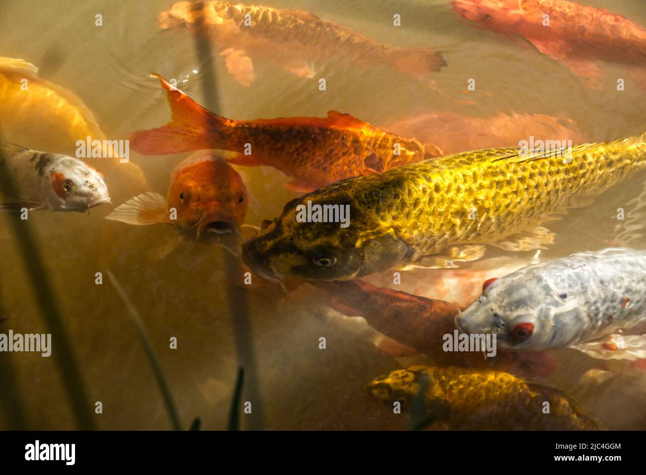 Bunte Koi Fische zusammen im Wasser. Große Augen und großer Mund. Stock Photo