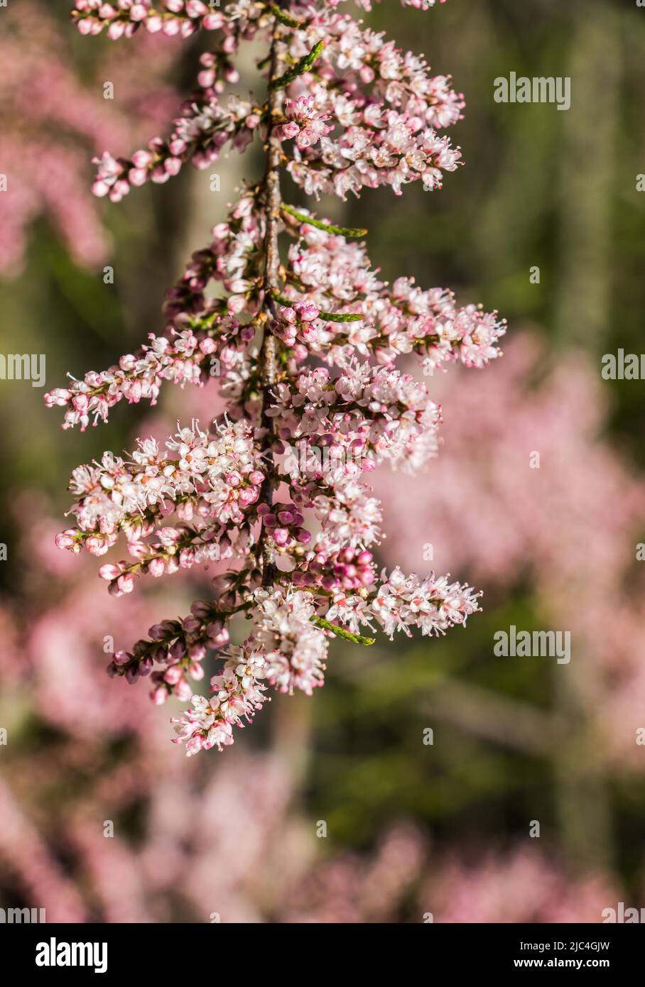 Colorful blooming wild spring flowers Stock Photo