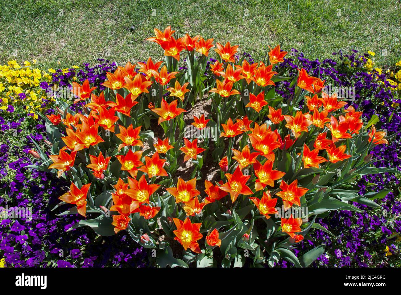 Orange color tulip flowers bloom in the garden Stock Photo - Alamy