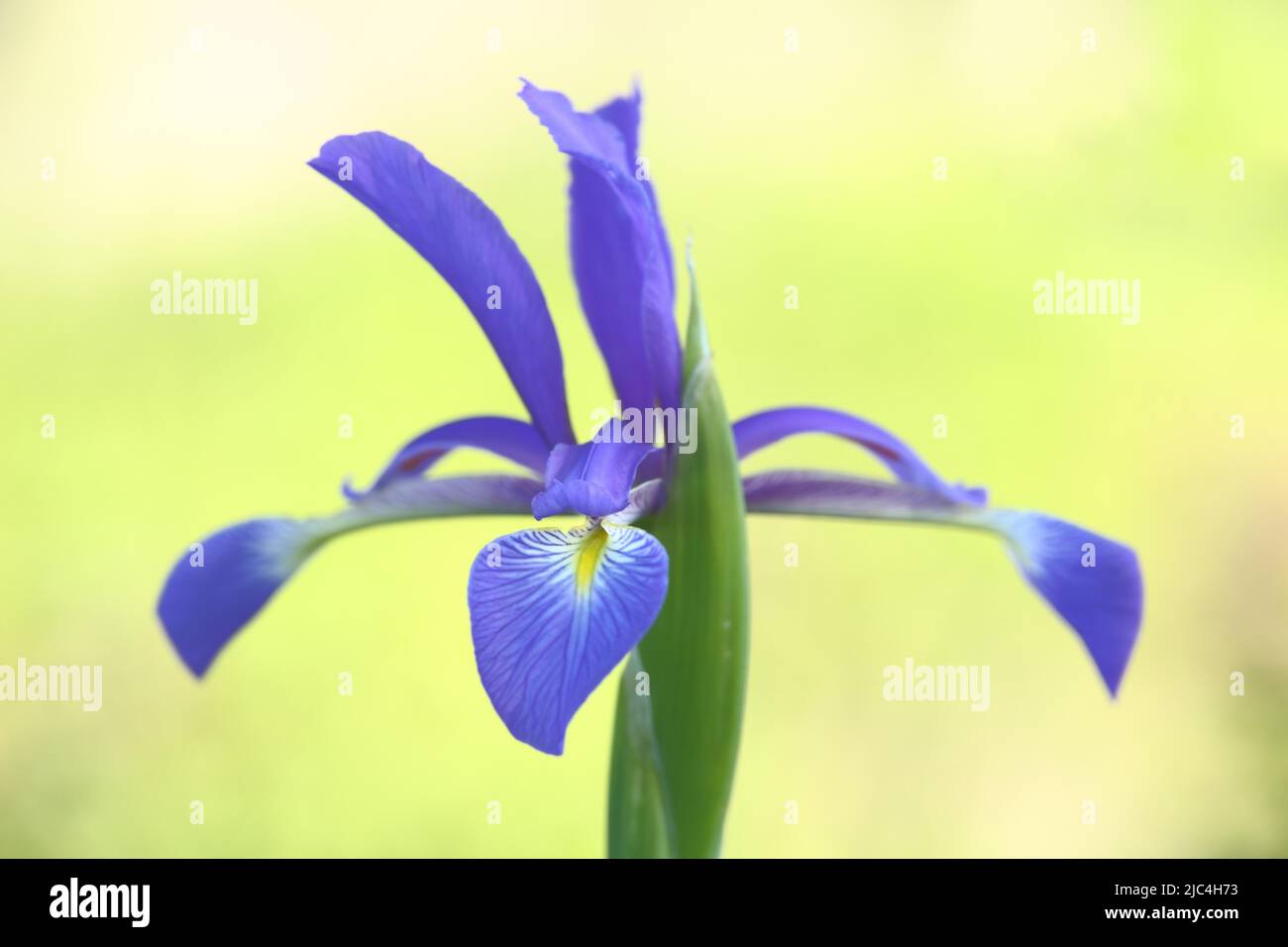 Flower of marsh meadow iris (Iris spuria) in the Laubenheimer Ried, Laubenheim, Mainz, Rhine-Hesse region, Rhineland-Palatinate, Germany Stock Photo