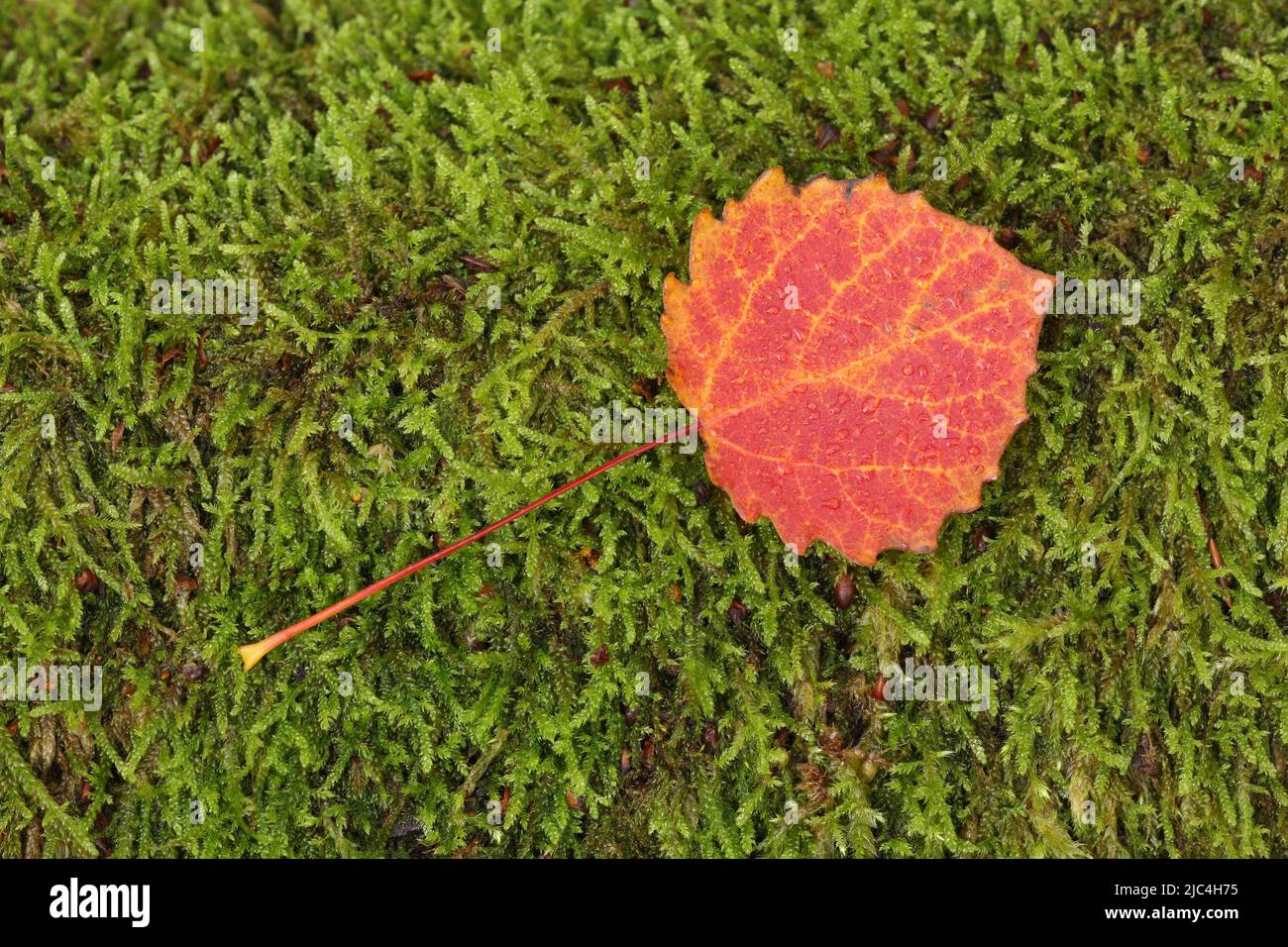 Birch leaf in autumn with moss in Niedernhausen, Taunus, Hesse, Germany Stock Photo