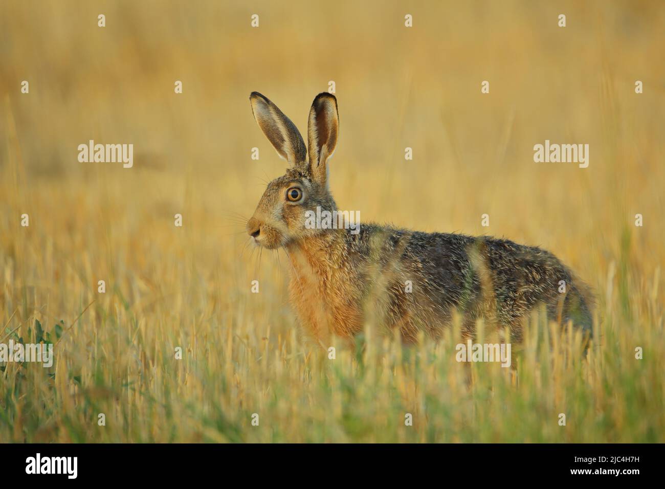 European hare (Lepus europaeus) in Seewinkel, Lake Neusiedl, Burgenland, Austria Stock Photo
