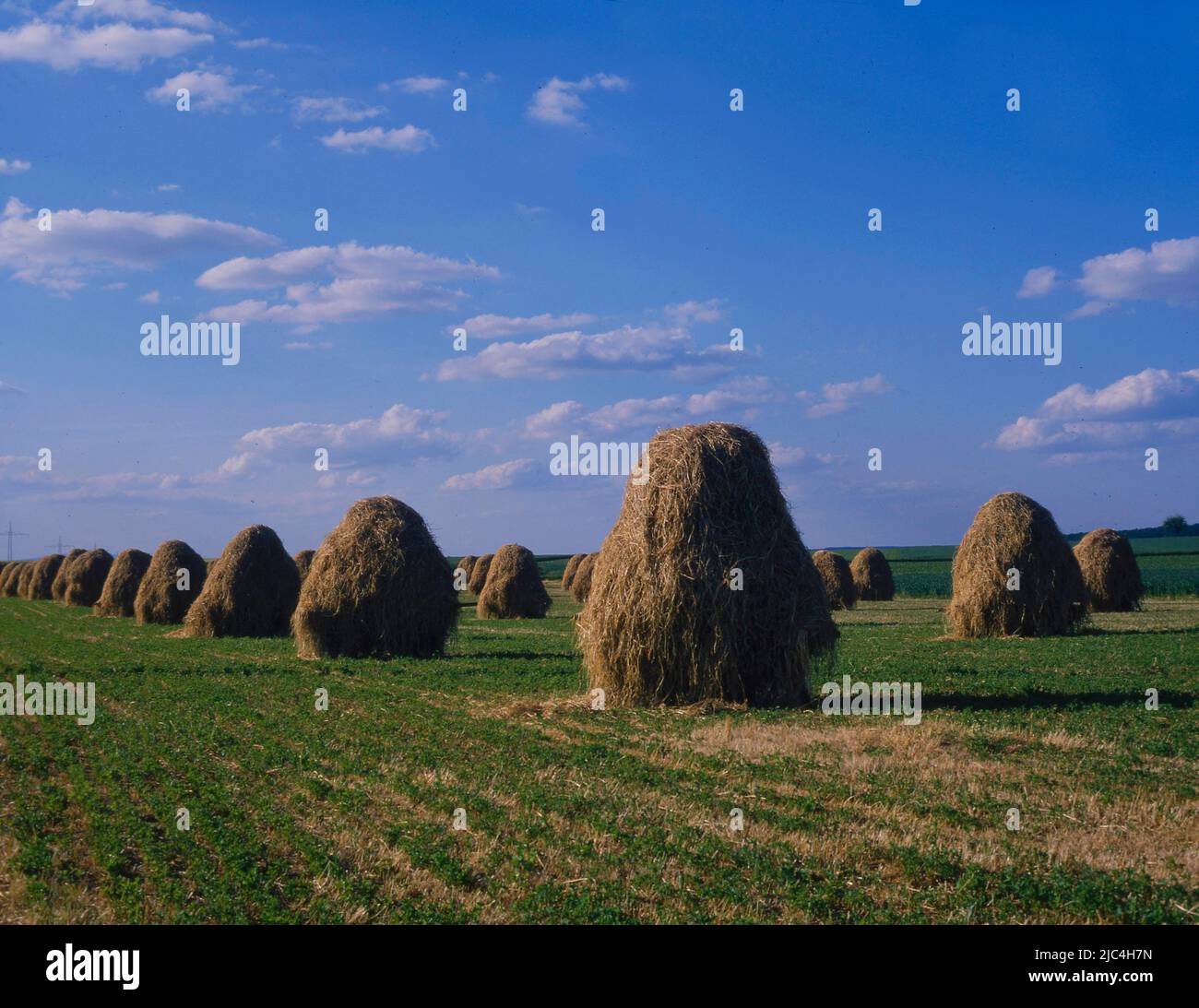 Clover goats, hay piles, haycocks, conically, agriculture, Clover goats