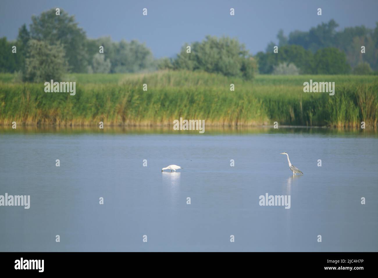 Lakescape with spoonbill and grey heron in Seewinkel, Lake Neusiedl, Burgenland, Austria Stock Photo