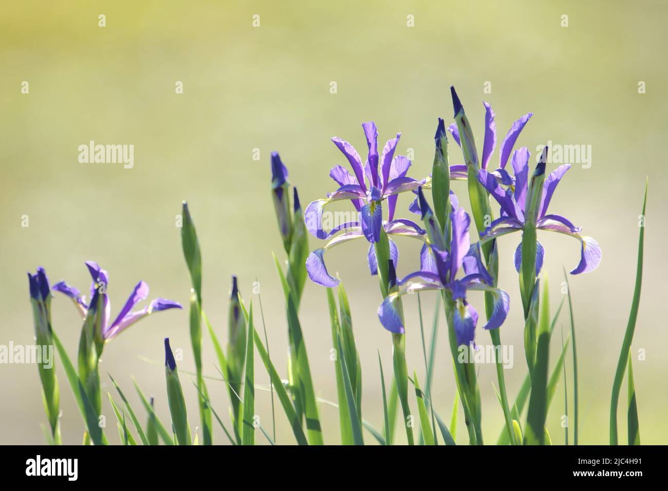 Marsh meadow iris (Iris spuria) in the Laubenheimer Ried, Mainz, Rhine-Hesse region, Rhineland-Palatinate, Germany Stock Photo