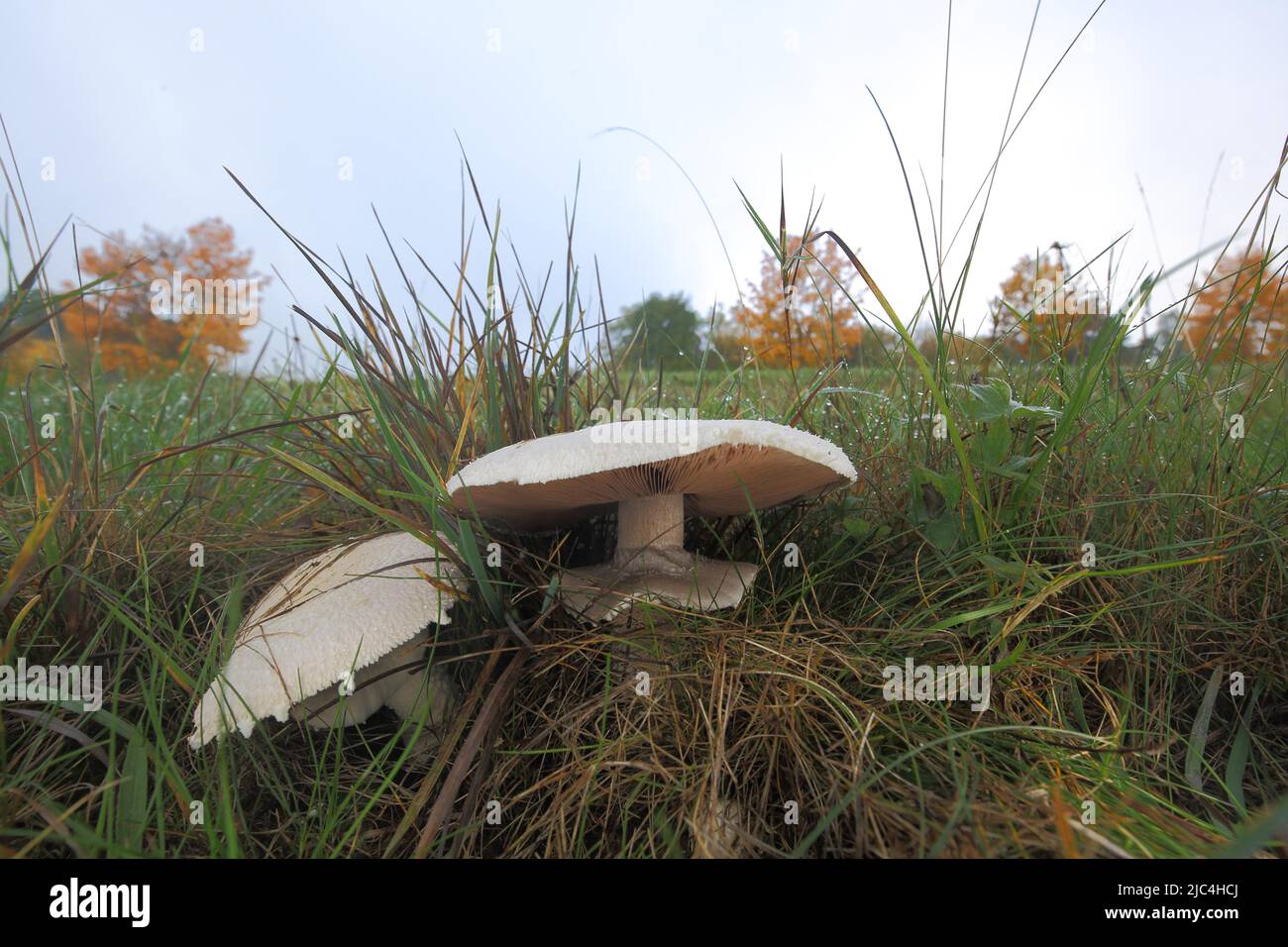 Two field mushroom (Agaricus campestris) in Niedernhausen, Taunus, Hesse, Germany Stock Photo