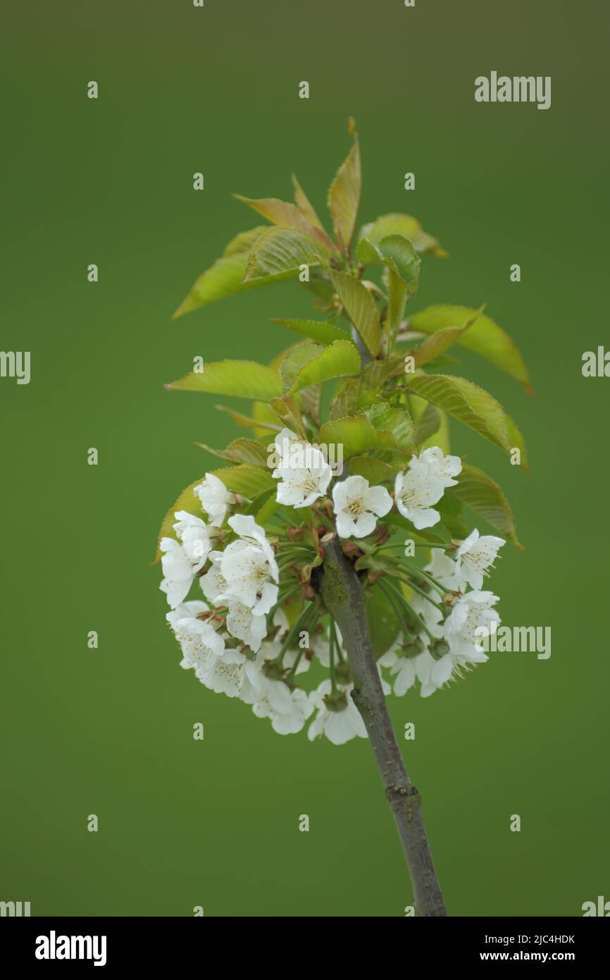Branch of sour cherry (Prunus cerasus) with leaves and flowers in Frauenstein, Wiesbaden, Hesse, Germany Stock Photo