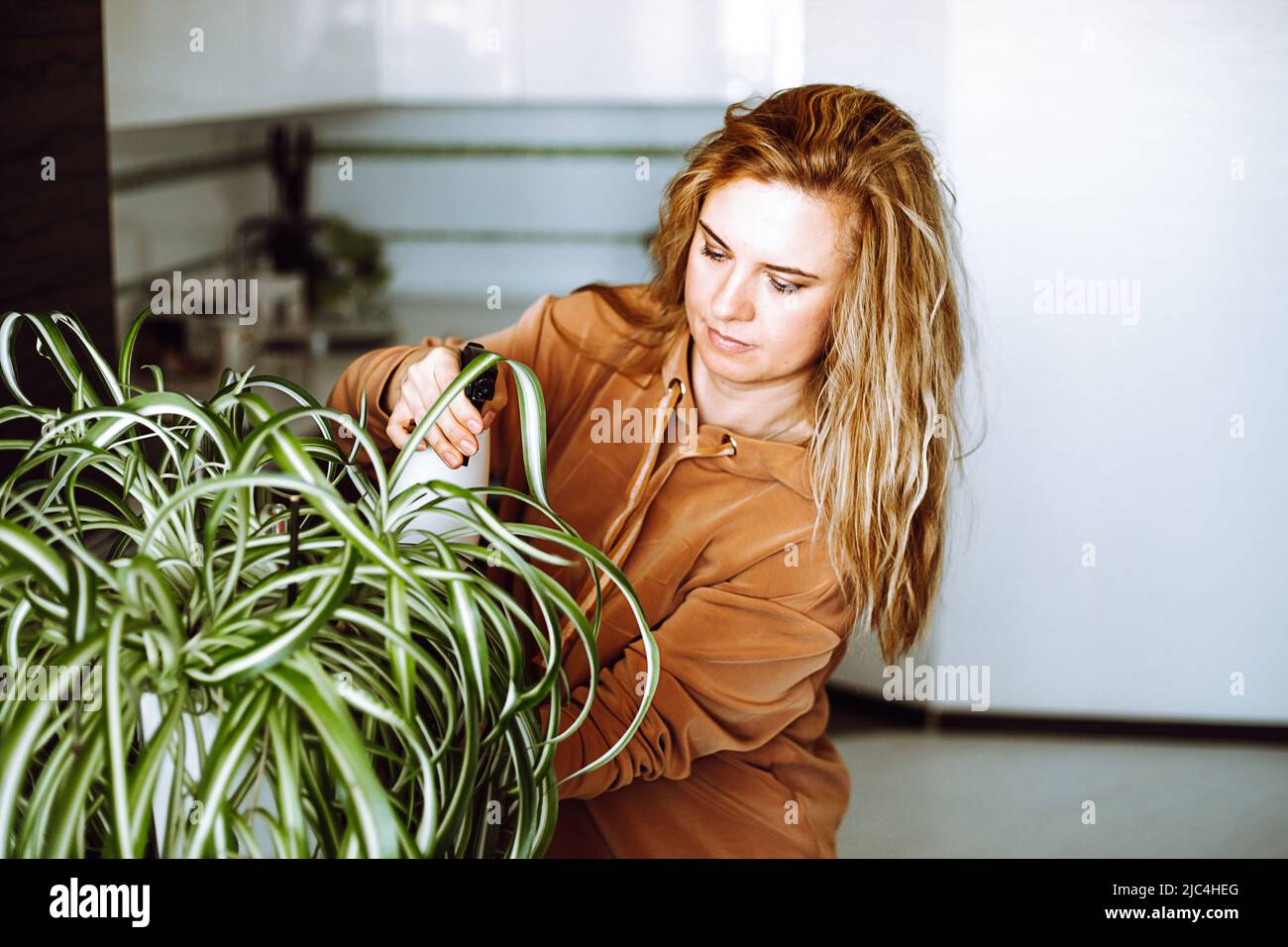 Portrait of young good-looking woman with wavy fair hair wearing brown sweatshirt, watering indoor plant Chlorophytum. Stock Photo