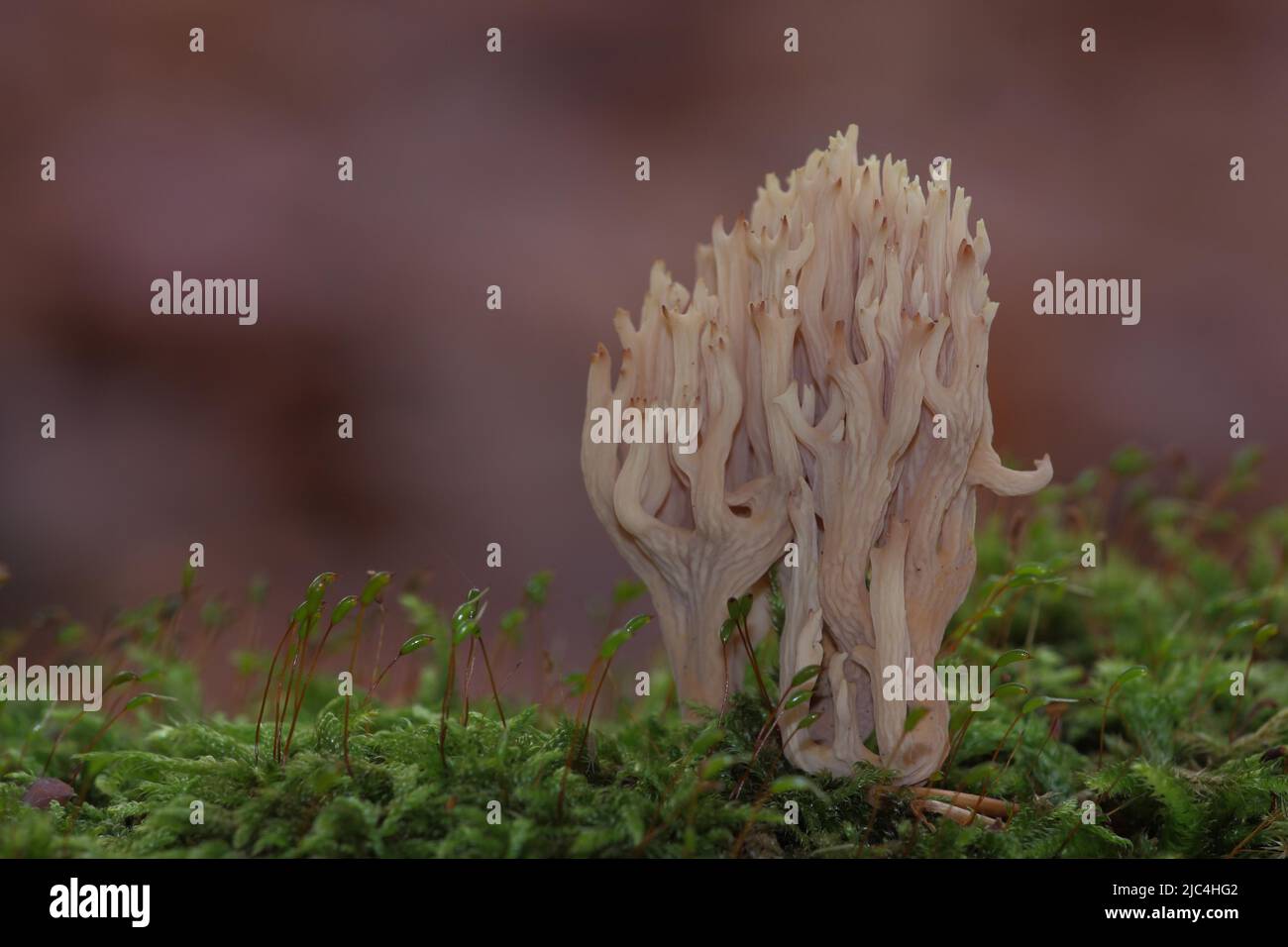 Stiff coral (Ramaria stricta) in Wiesbaden, Hesse, Germany Stock Photo