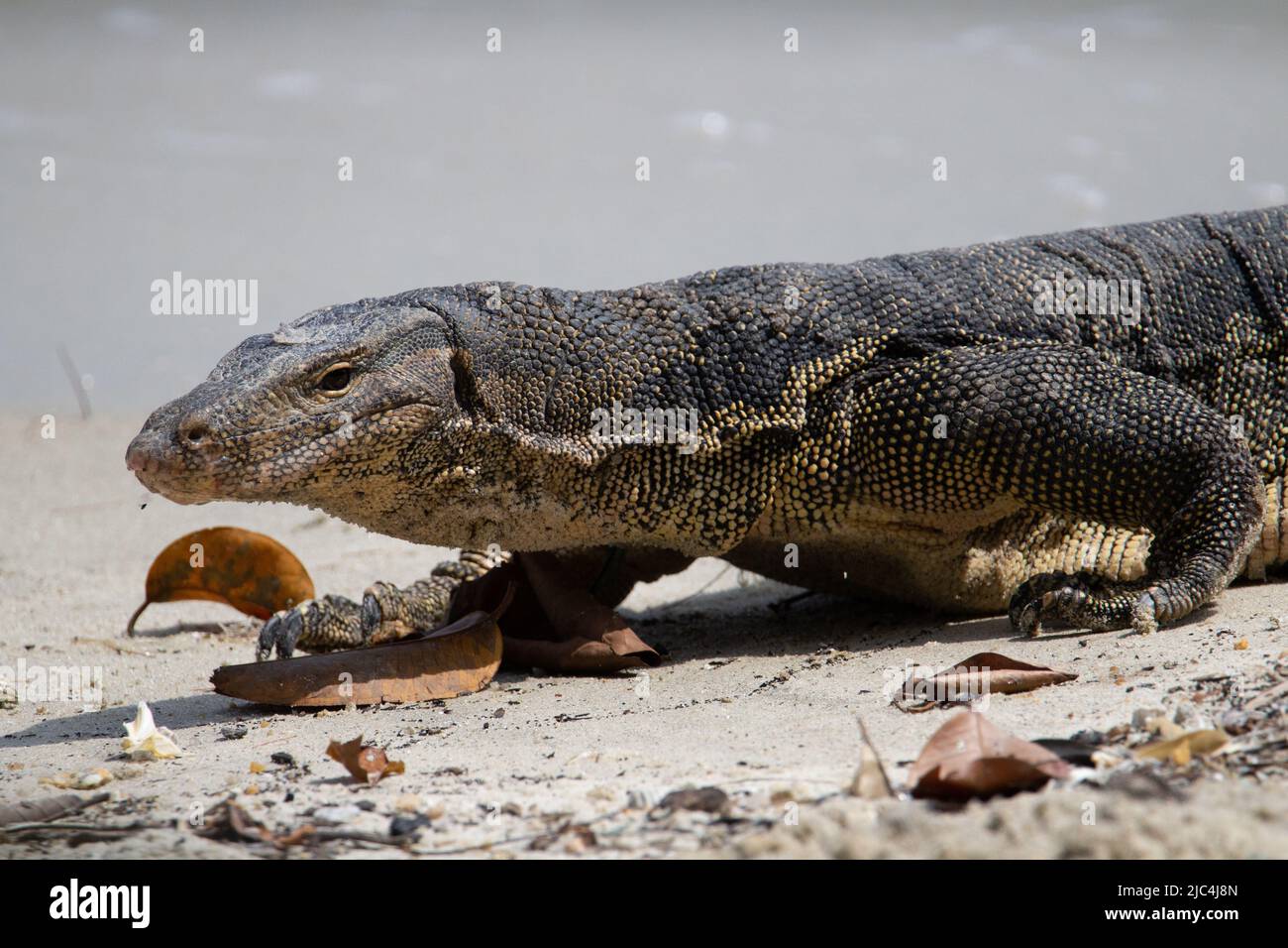 adult monitor lizard walking on the sand with dried leaves round his feet Stock Photo