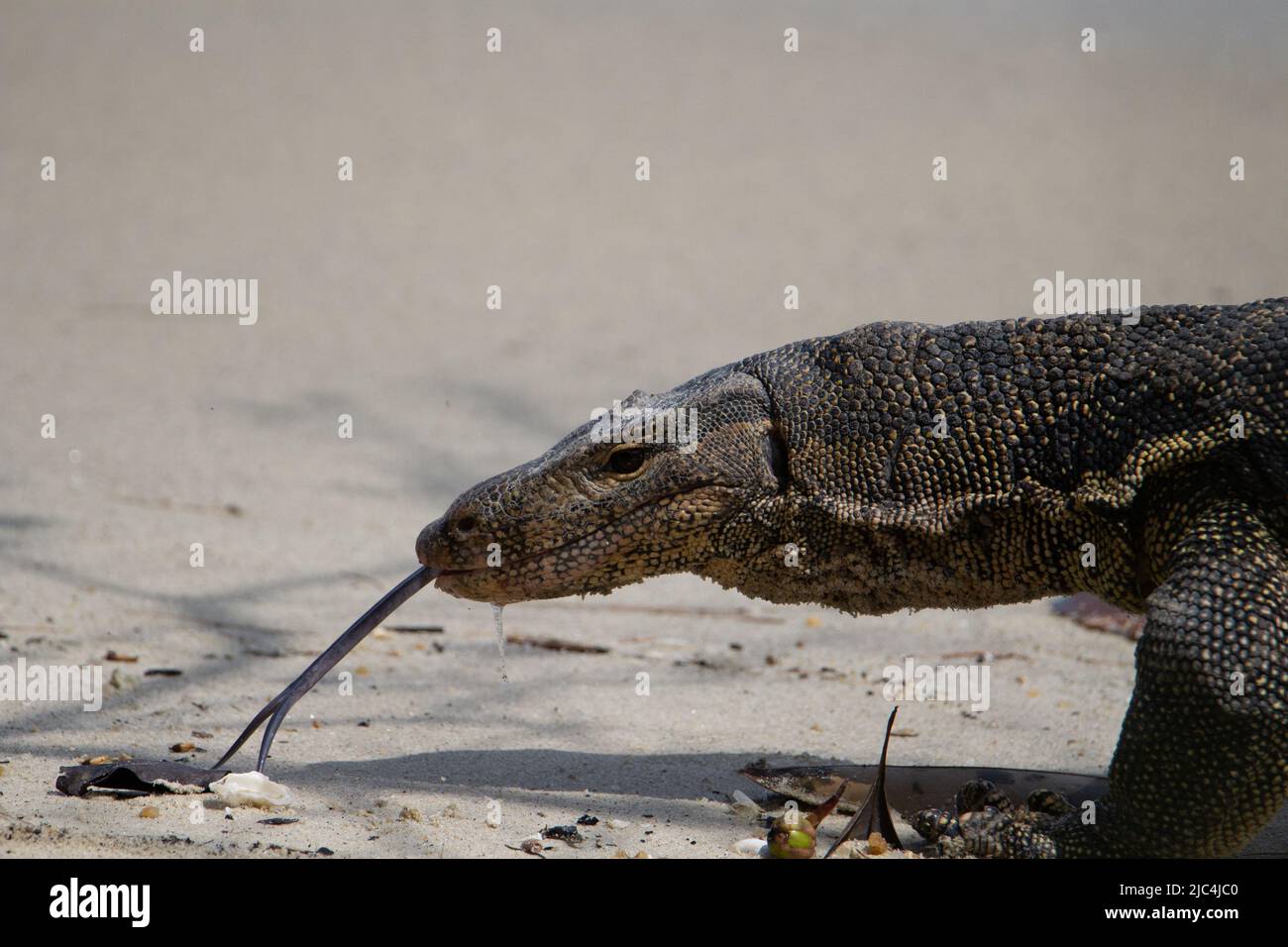 adult monitor lizard walking on the sand with his tongue out and dried leaves round his feet Stock Photo