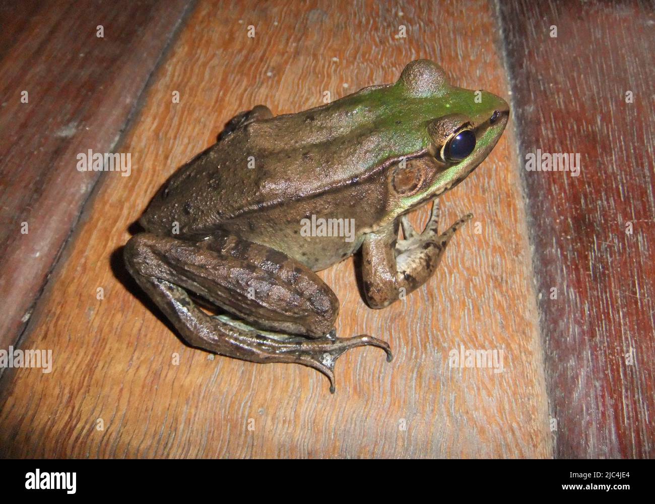 American Bullfrog (Lithobates catesbeianus) on wooden floor multicoloured boards Stock Photo