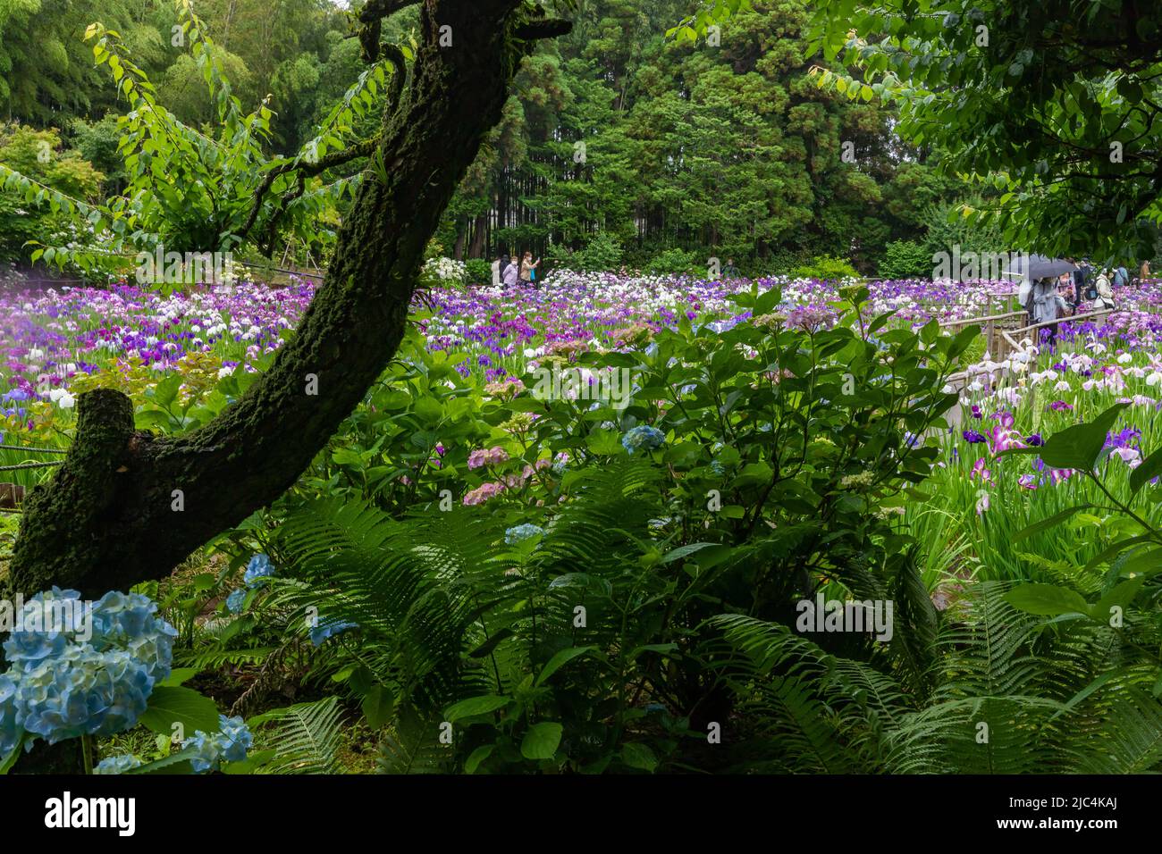 Hondo-ji Temple Iris Garden -Hondoji is a temple built in the Kamakura period, and the name of the temple is said to have been given by Nichiren Shoni Stock Photo