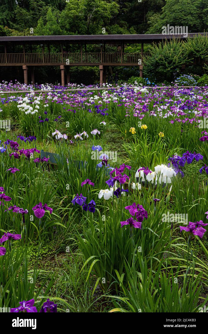 Hondo-ji Temple Iris Garden -Hondoji is a temple built in the Kamakura period, and the name of the temple is said to have been given by Nichiren Shoni Stock Photo
