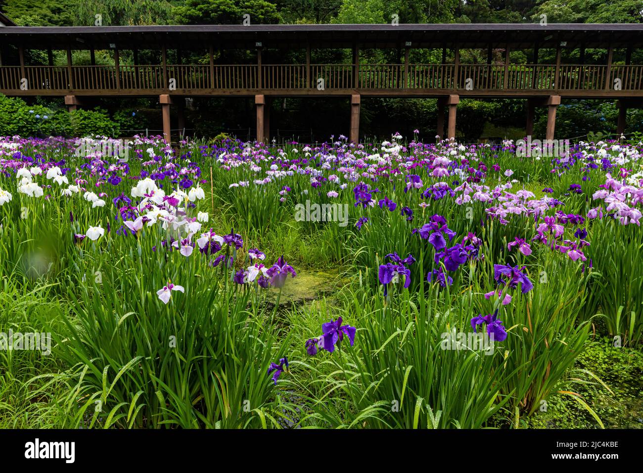 Hondo-ji Temple Iris Garden -Hondoji is a temple built in the Kamakura period, and the name of the temple is said to have been given by Nichiren Shoni Stock Photo