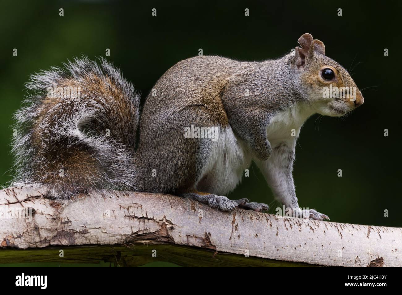 close up of grey squirrel on branch Stock Photo
