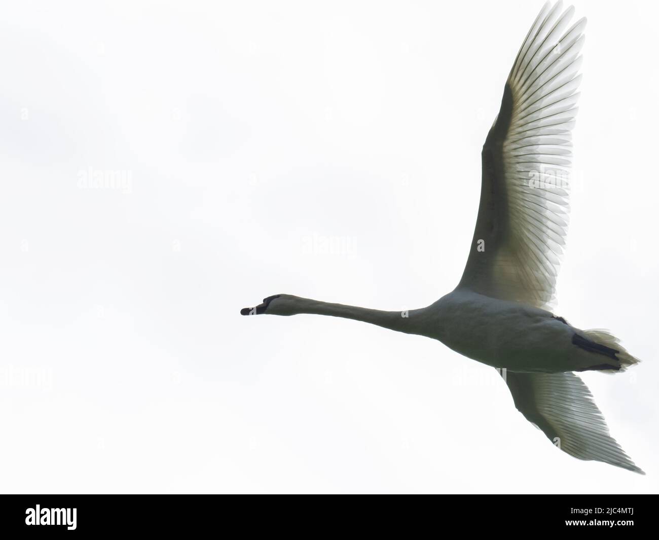 A Mute Swan flying over Ambleside, Lake District, UK. Stock Photo