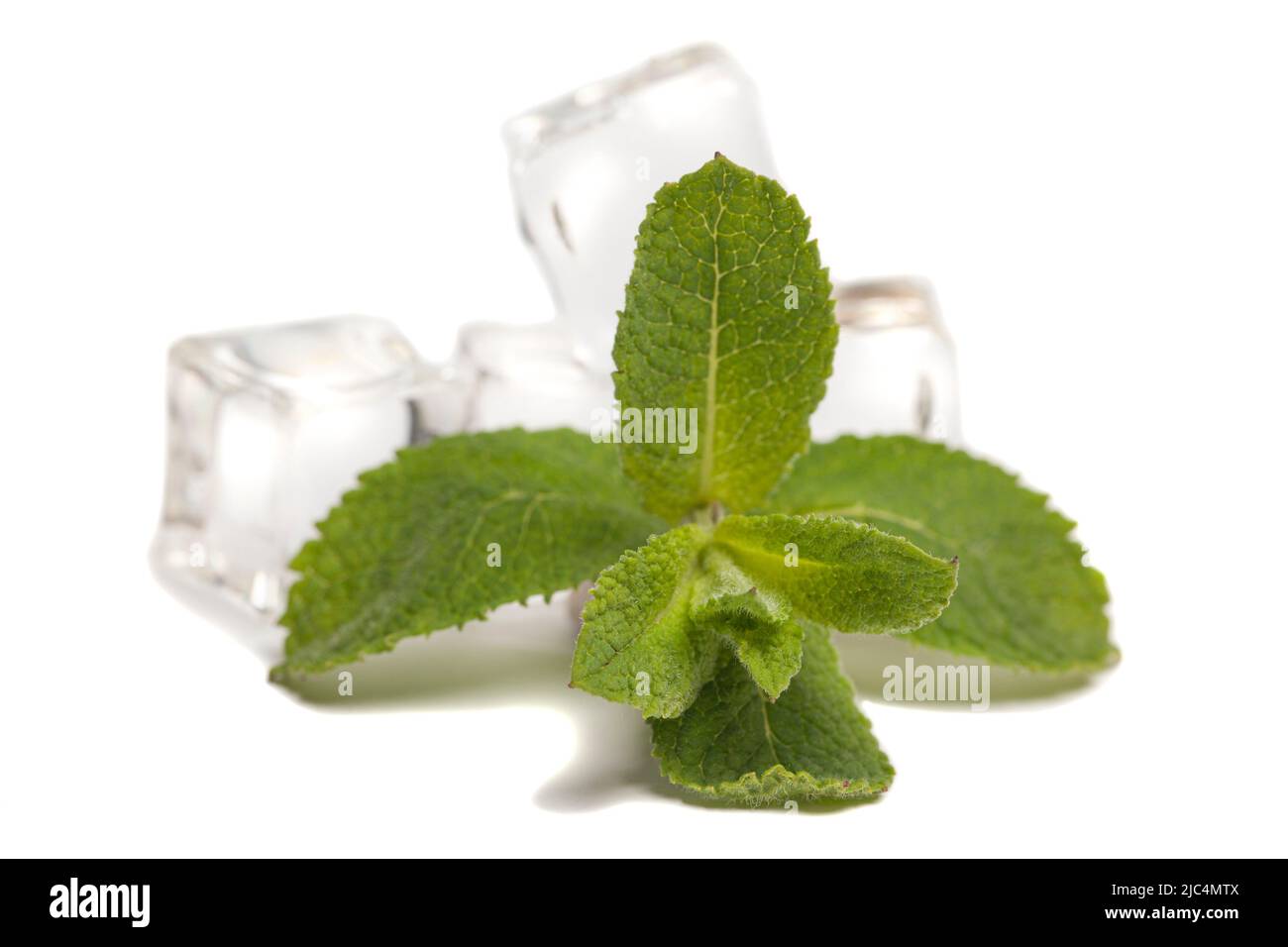 Ice cubes and fresh mint leaves, isolated on white background Stock ...
