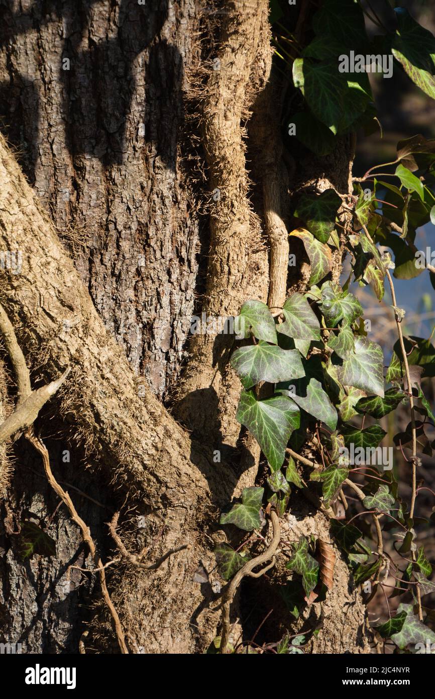 Long creepers of an ivy cling to a tree trunk in sthe spring season Stock Photo