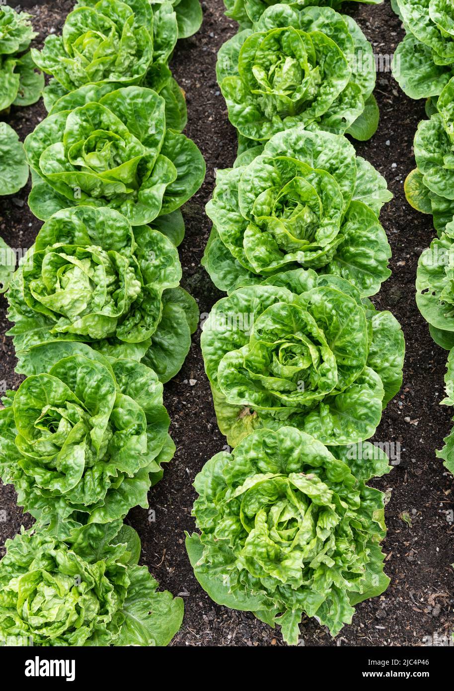 Lettuce 'Xanadu' growing in the ground Stock Photo Alamy