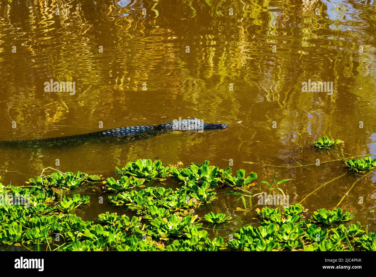Floating Water Hyacinth plants next to the alligator swimming in the muddy waters in the Florida Everglades. Stock Photo