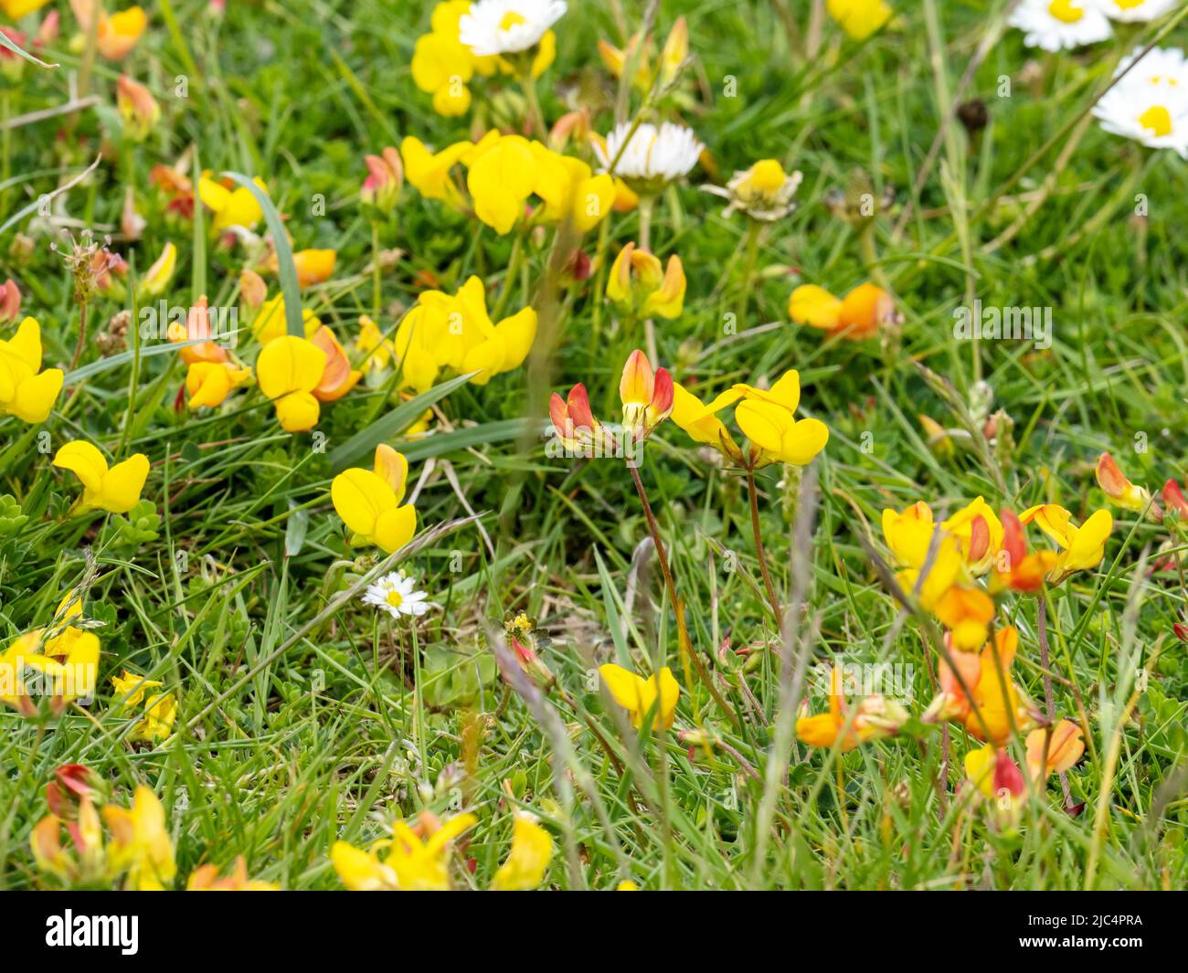 bird's foot trefoil lotus corniculatus