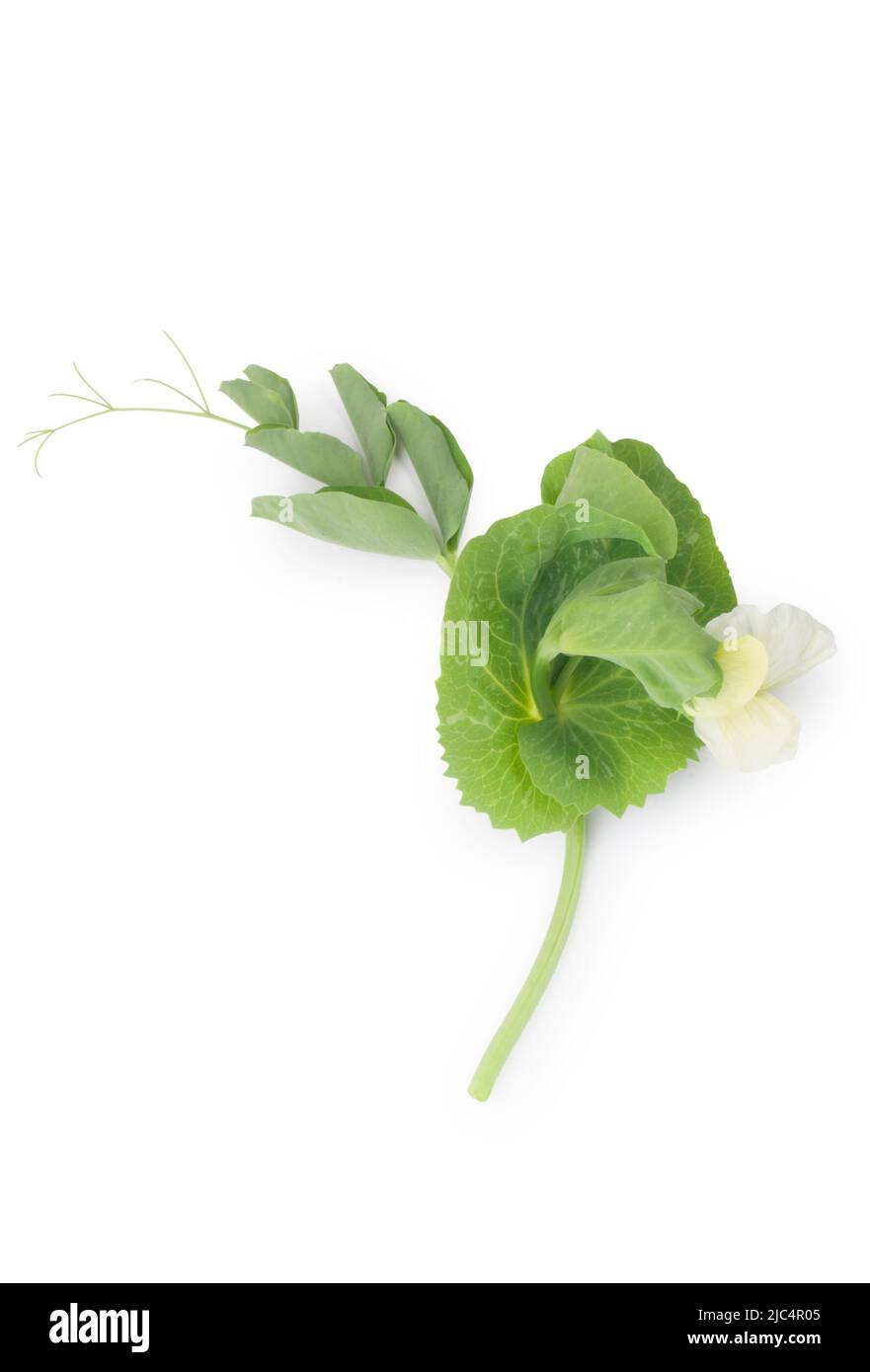 Studio shot of pea shoots cut out against a white background - John Gollop Stock Photo