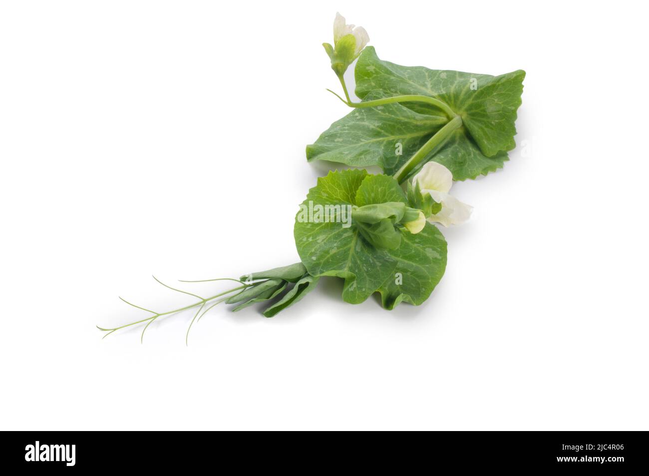 Studio shot of pea shoots cut out against a white background - John Gollop Stock Photo